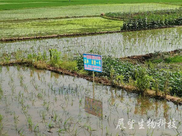 优质稻生产基地 优质稻生产基地